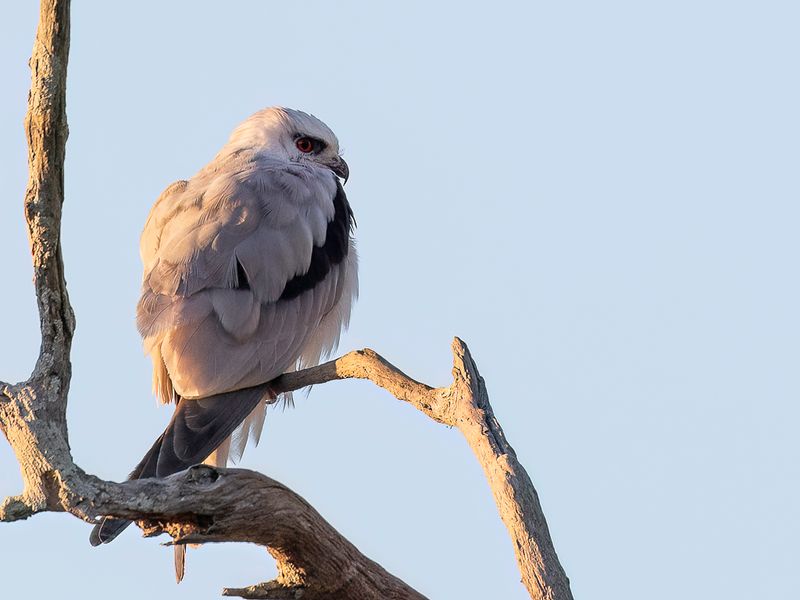 Black-shouldered Kite