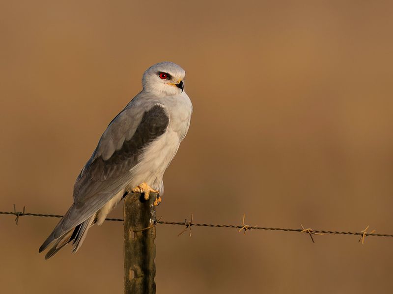 Black-winged Kite