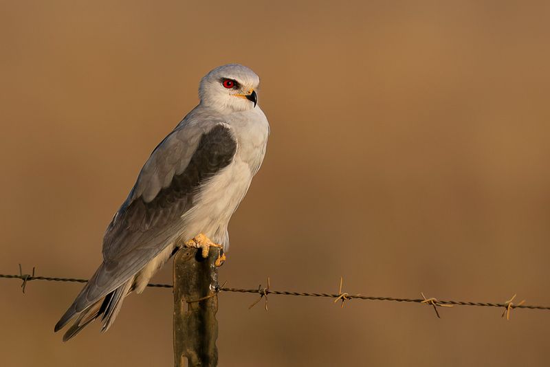 Black-winged Kite