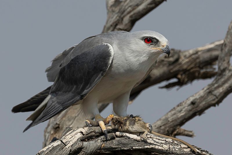 Black-winged Kite
