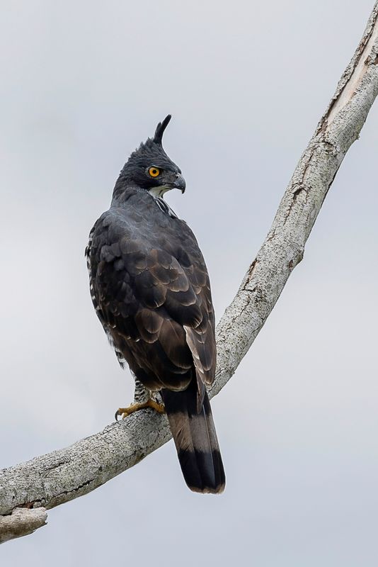 Blyth's Hawk-Eagle