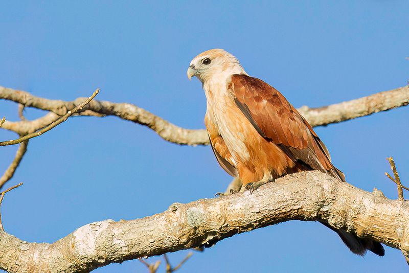 Brahminy Kite
