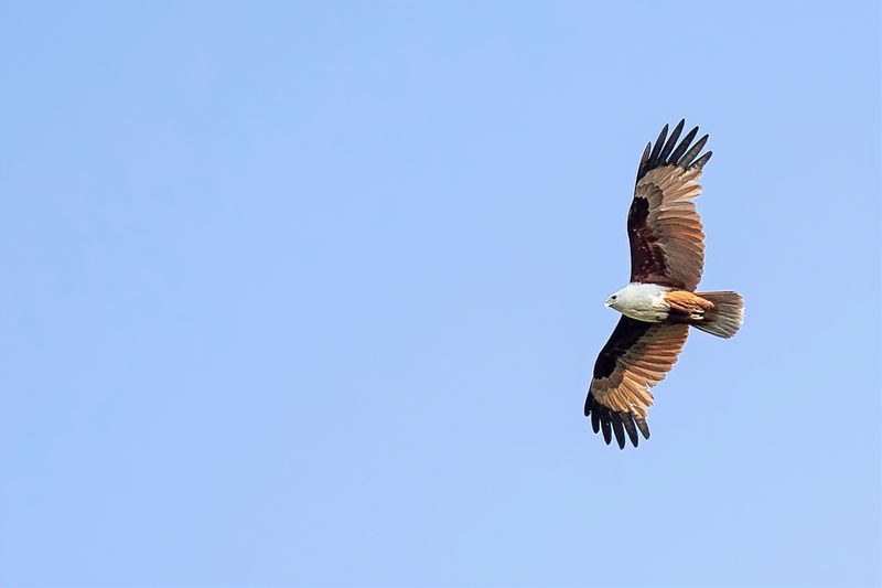 Brahminy KIte