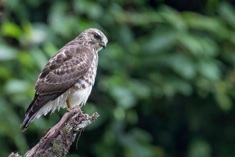 Broad-winged Hawk (j)