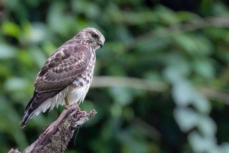 Broad-winged Hawk (j)