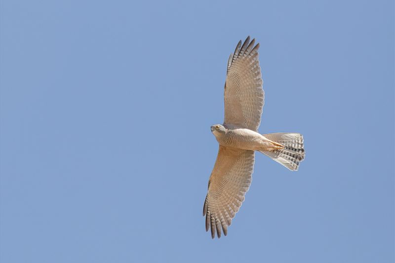 Brown Goshawk