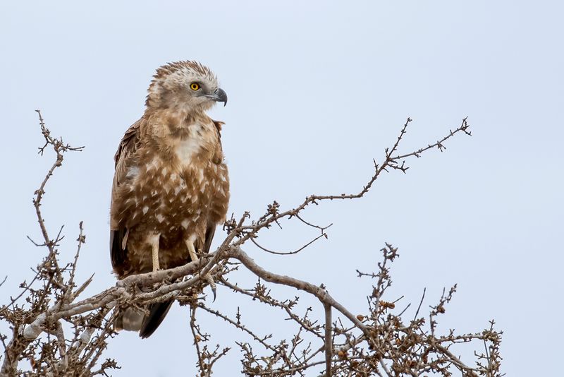 Brown Snake Eagle (imm)