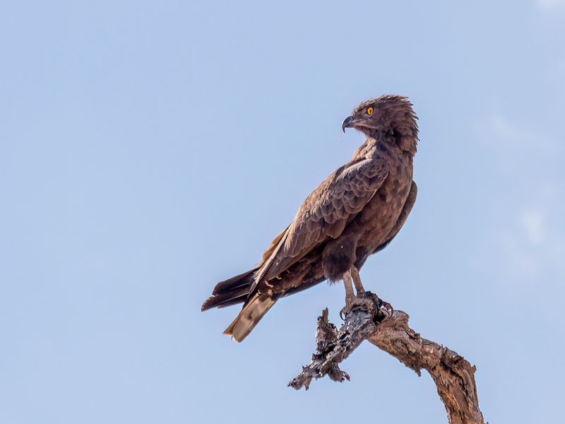 Brown Snake-Eagle