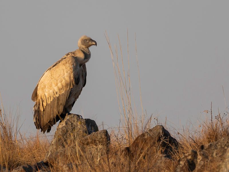 Cape Vulture