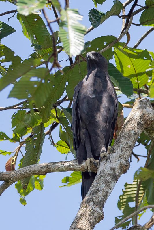 Changeable Hawk-Eagle