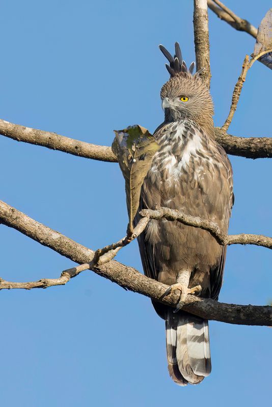 Changeable Hawk-Eagle