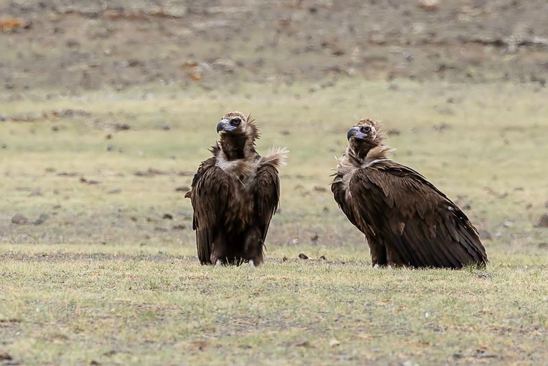 Cinereous Vulture