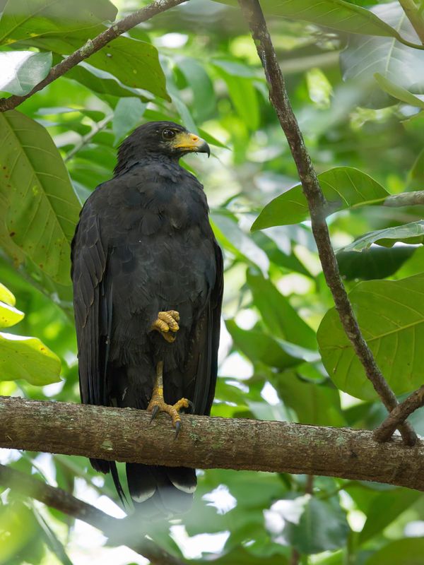Common Black Hawk