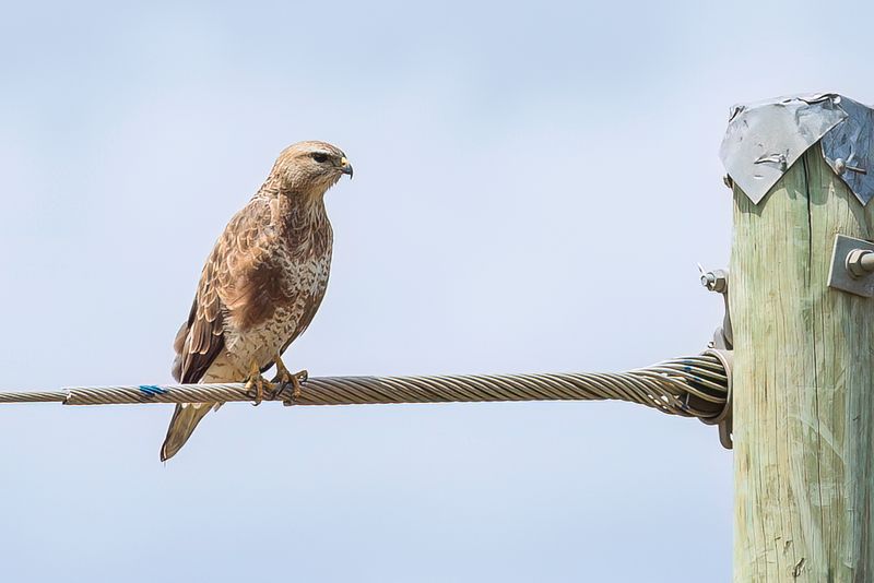 Common Buzzard