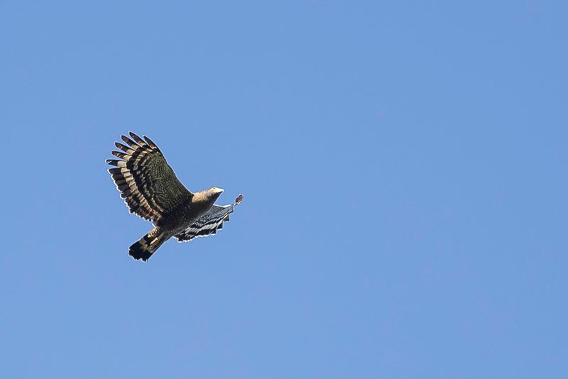 Crested Serpent Eagle