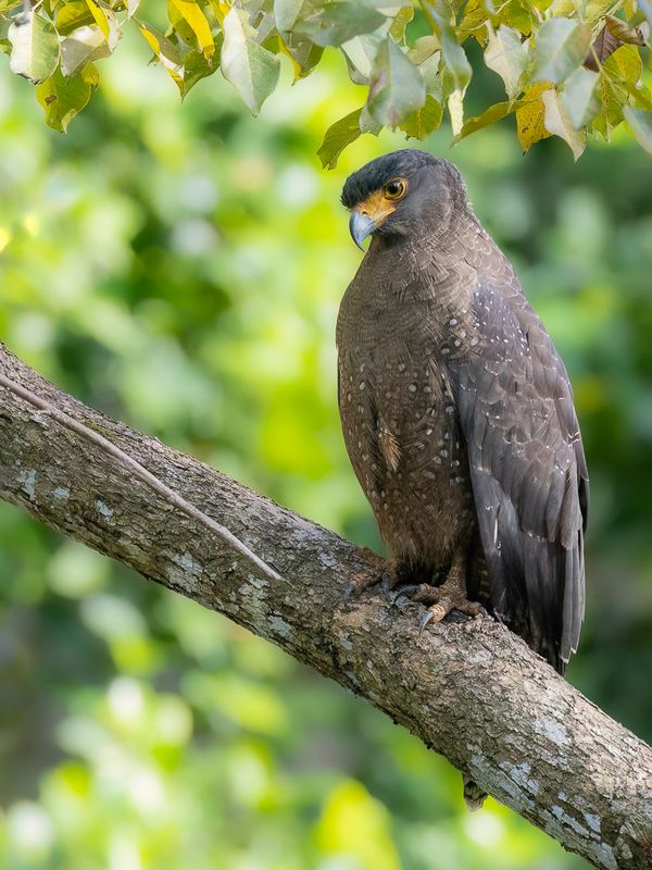 Crested Serpent Eagle