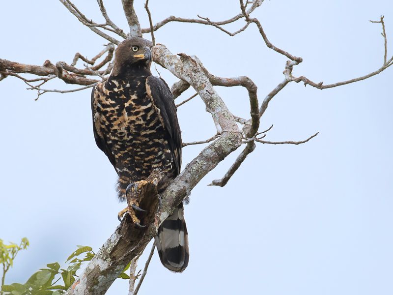 Crowned Eagle