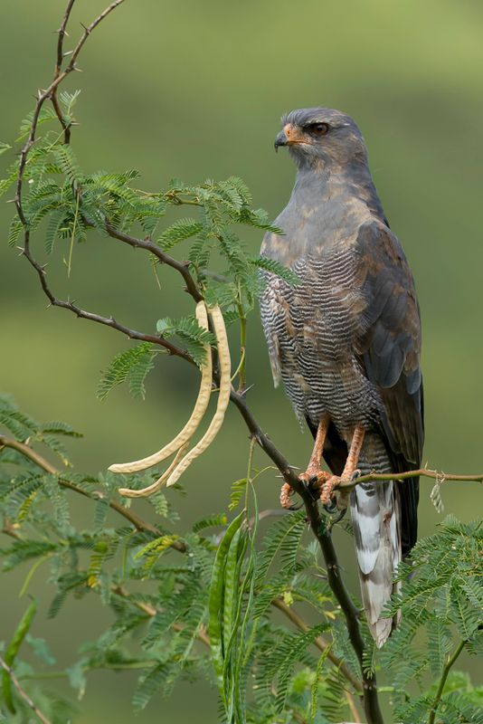 Dark Chanting-Goshawk