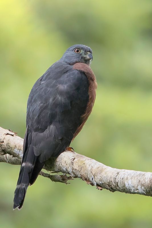 Double-toothed Kite