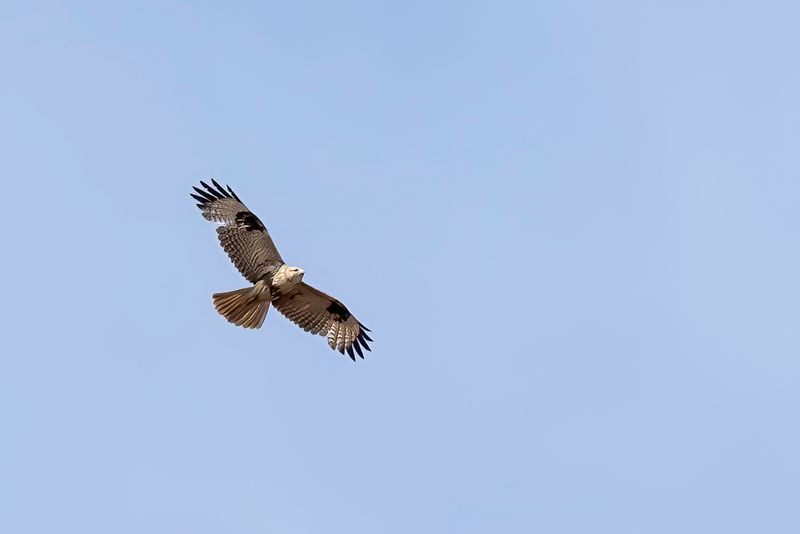 Eastern Buzzard