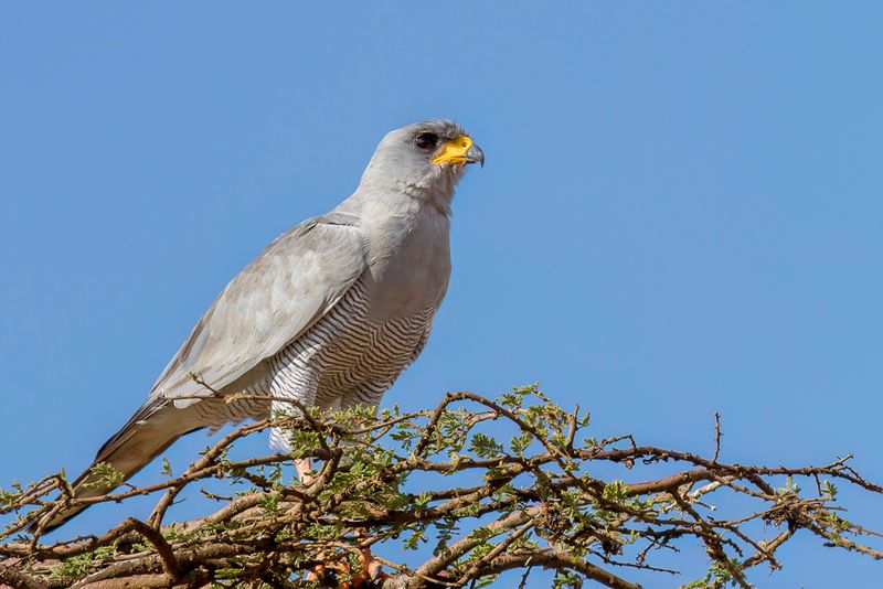 Eastern Chanting-Goshawk