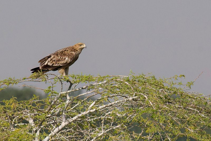 Eastern Imperial Eagle