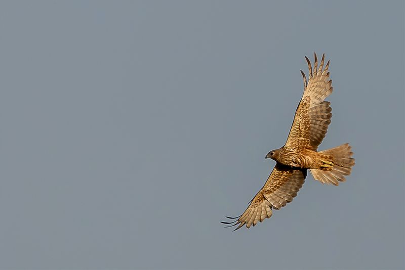 Eastern Marsh Harrier (f)