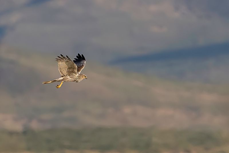 Eastern Marsh Harrier (imm m)