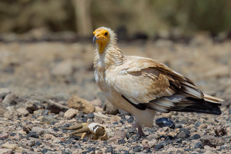 Egyptian Vulture