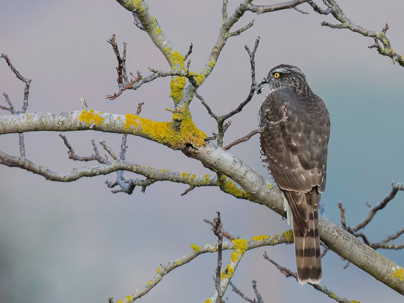 Eurasian Sparrowhawk