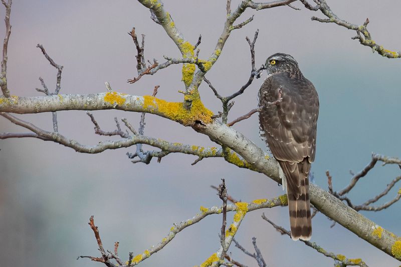 Eurasian Sparrowhawk