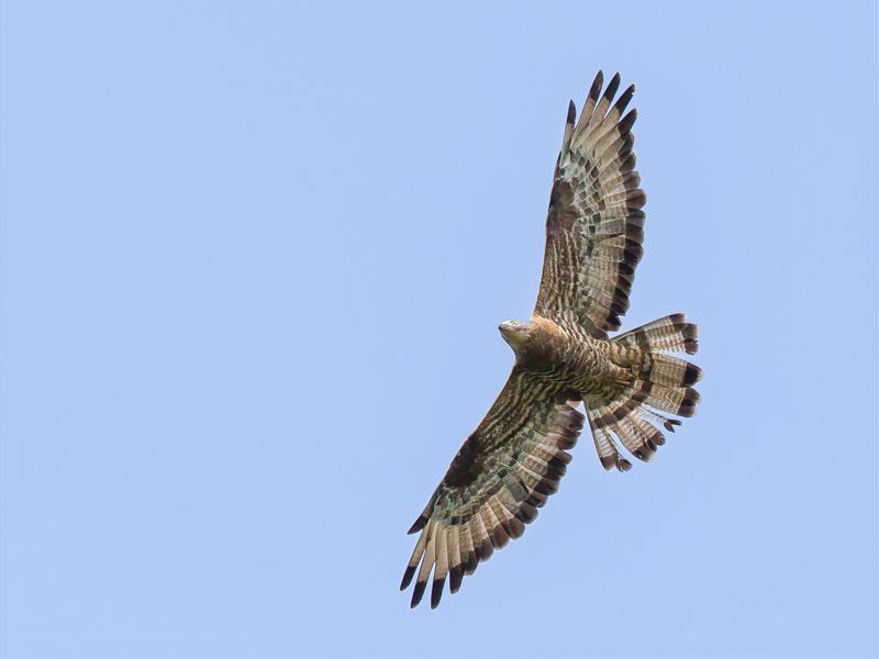 European Honey Buzzard