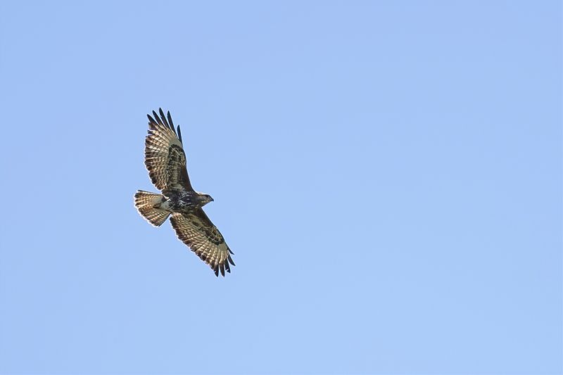 Forest Buzzard