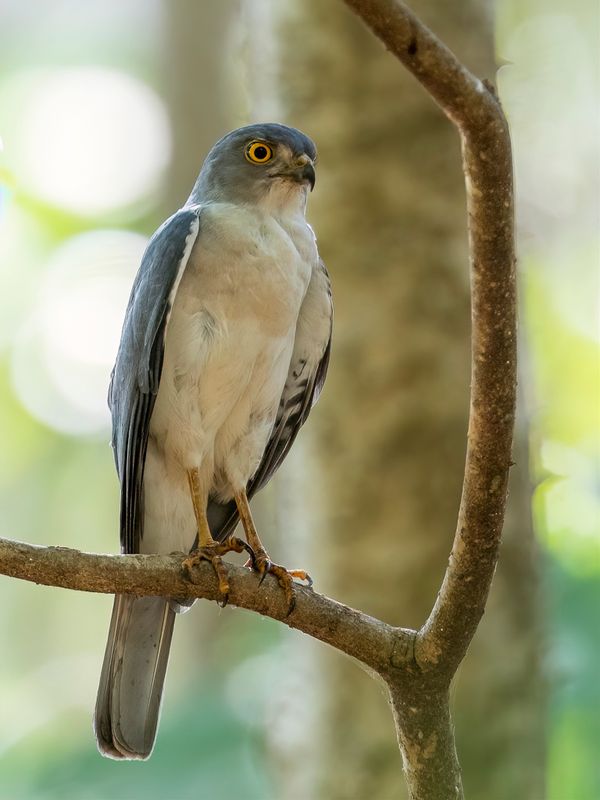 Frances's Sparrowhawk (m)