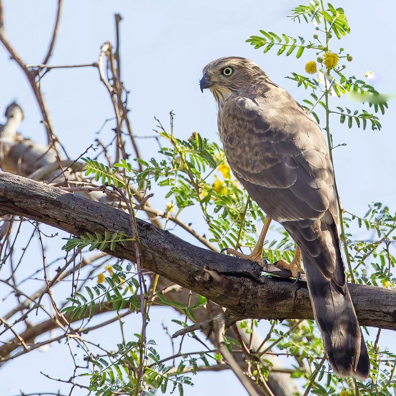 Gabar Goshawk (j)