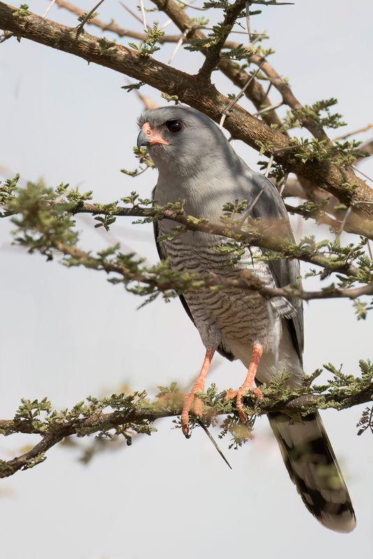 Gabar Goshawk