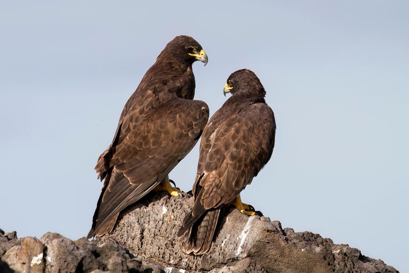 Galapagos Hawk (m+f)