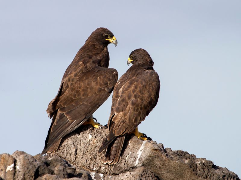 Galapagos Hawk (m+f)