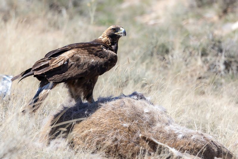 Golden Eagle