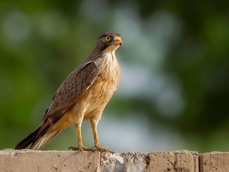 Grasshopper Buzzard