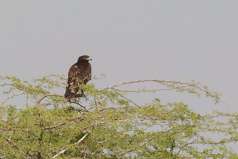 Greater Spotted Eagle