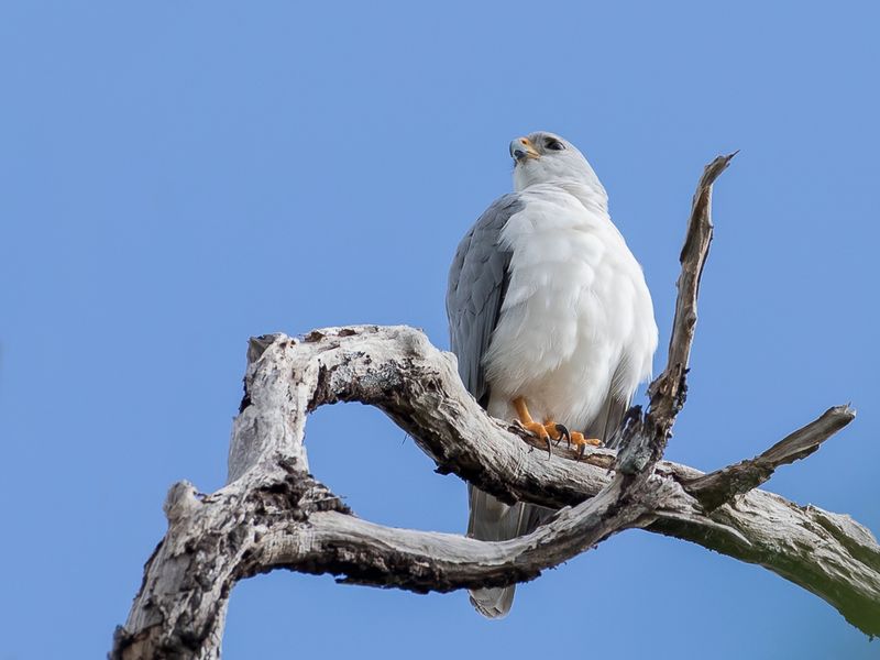 Grey Goshawk