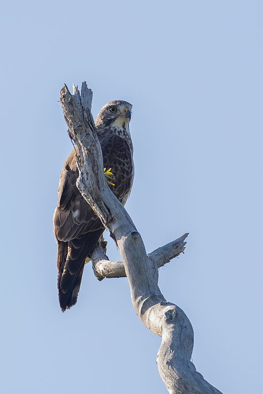 Grey-faced Buzzard