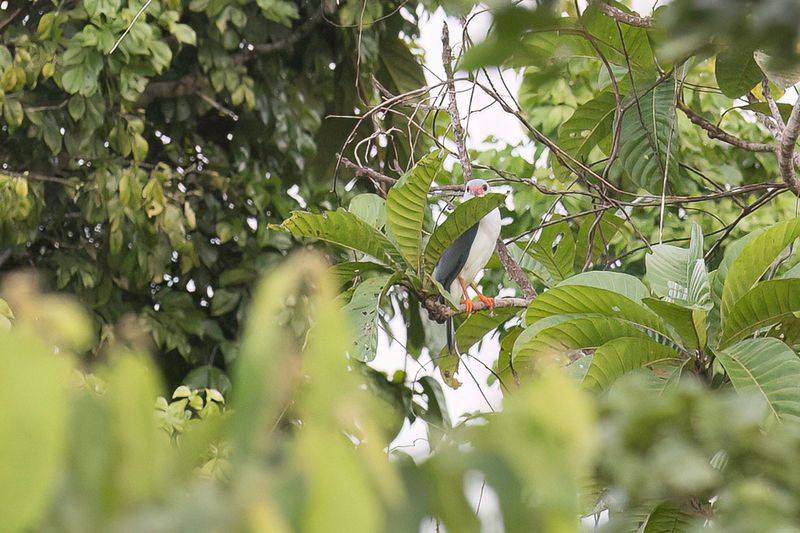 Grey-headed Goshawk