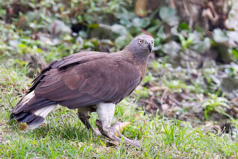 Grey-headed Fish Eagle