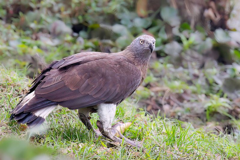 Grey-headed Fish Eagle