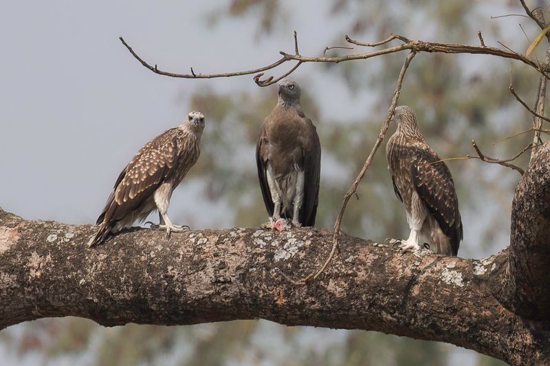 Grey-headed Fish Eagle