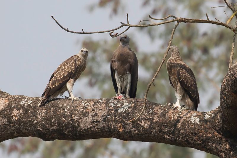 Grey-headed Fish Eagle