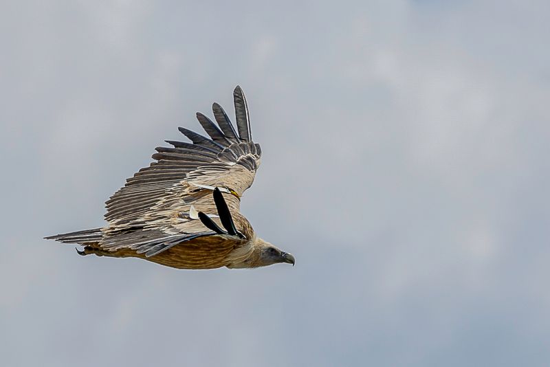 Griffon Vulture