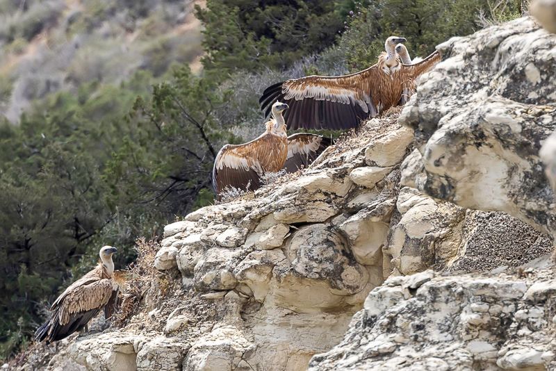 Griffon Vulture